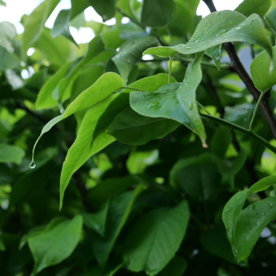 PLANT Nashi Blanc Pyrus pyrifolia Poire Japonaise monde vegetal