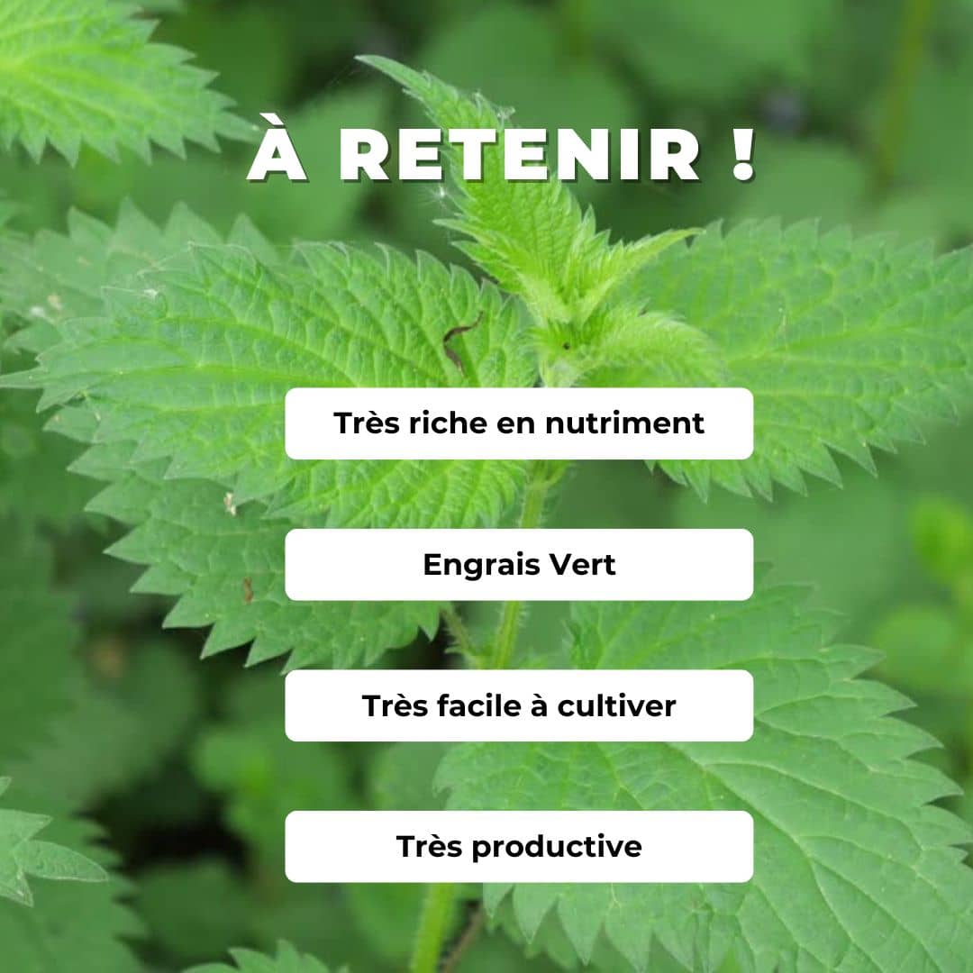 PLANT Ortie à cultiver monde vegetal
