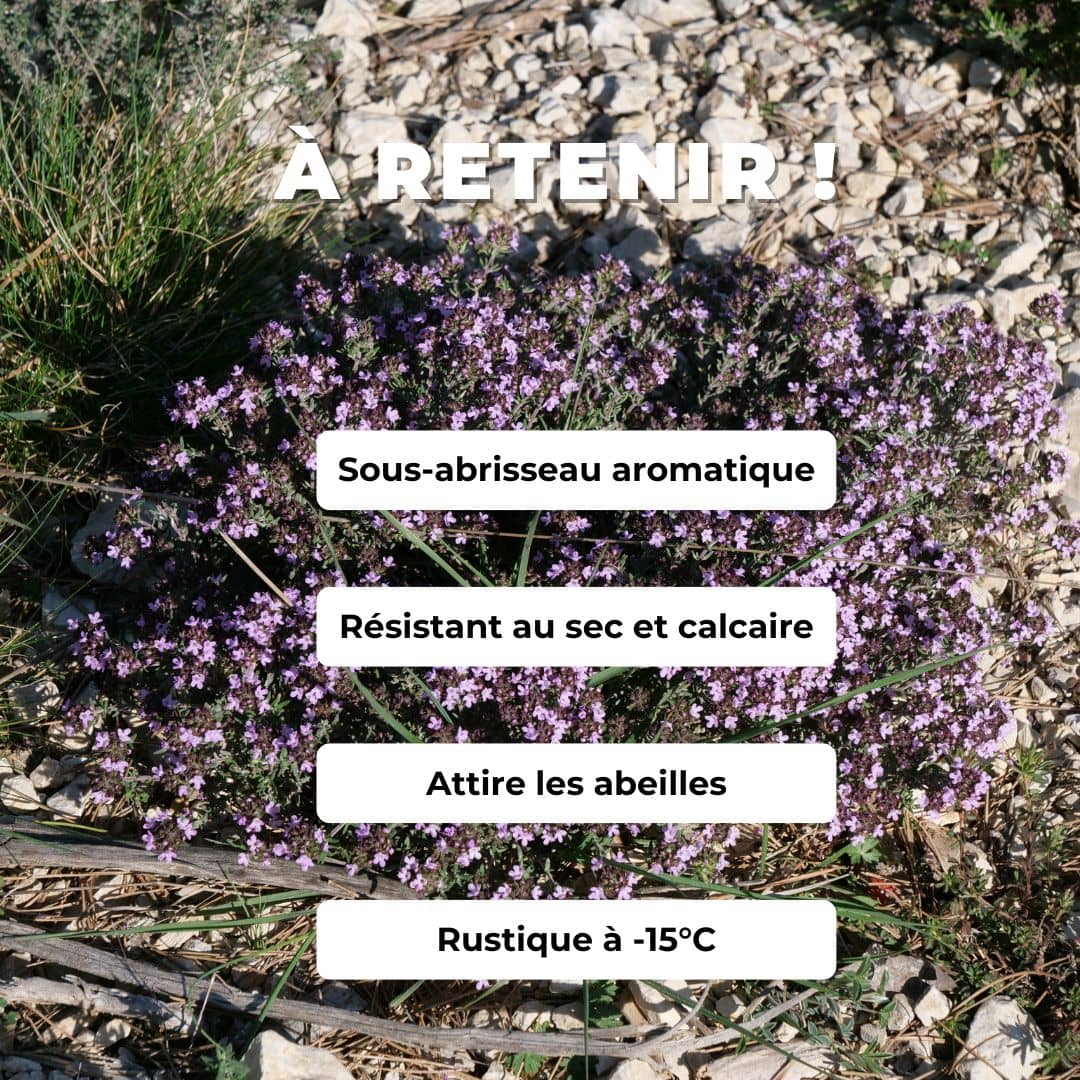 PLANT Thym commun thymus vulgaris monde vegetal comment planter et cultiver