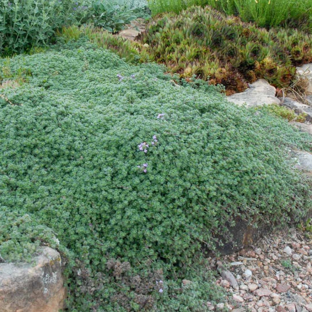 PLANT Thymus pseudolanuginosus thym laineux plant monde vegetal