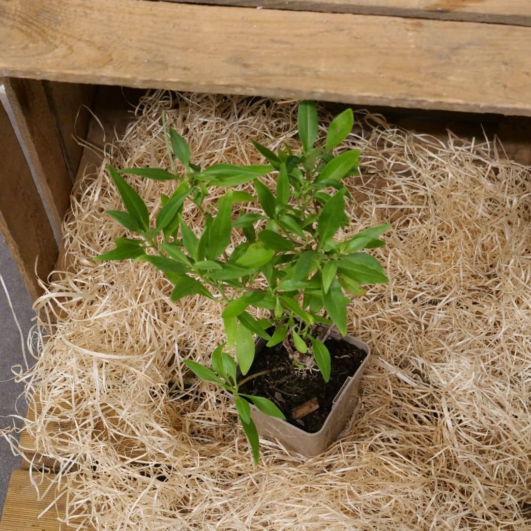 PLANT Valériane Rouge Centhrantus ruber à cultiver