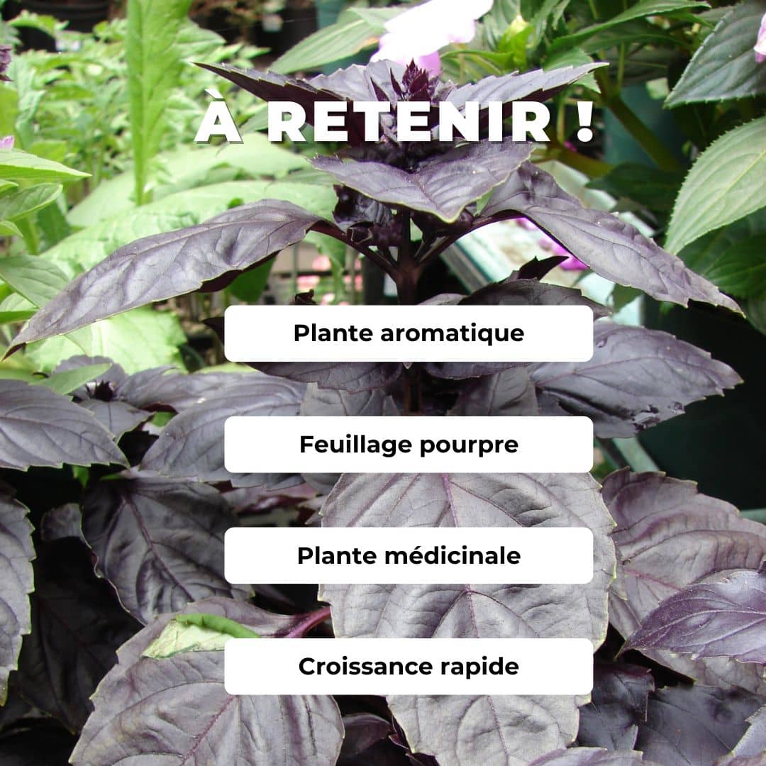 PLANT basilicum var. purpureum Basilic pourpre comment planter et cultiver