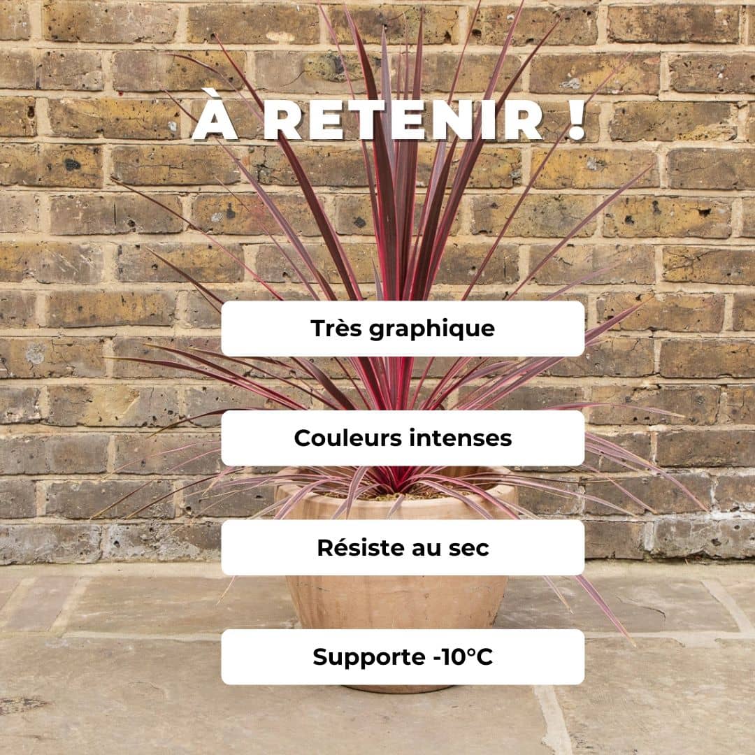 PLANT cordyline australis cordyline charlie boy comment cultiver
