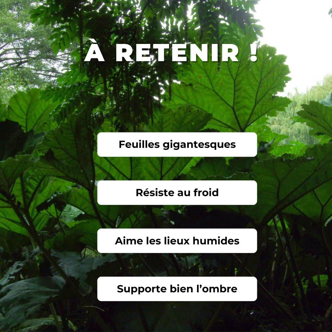 PLANT de Gunnere geante gunnera manicataplantes rares a feuilles geantes monde vegetal