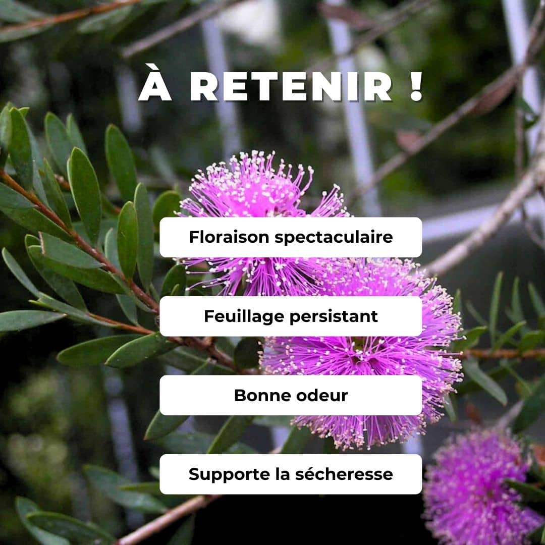 PLANT de Melaleuca rose Melaleuca nesophila comment planter et cultiver