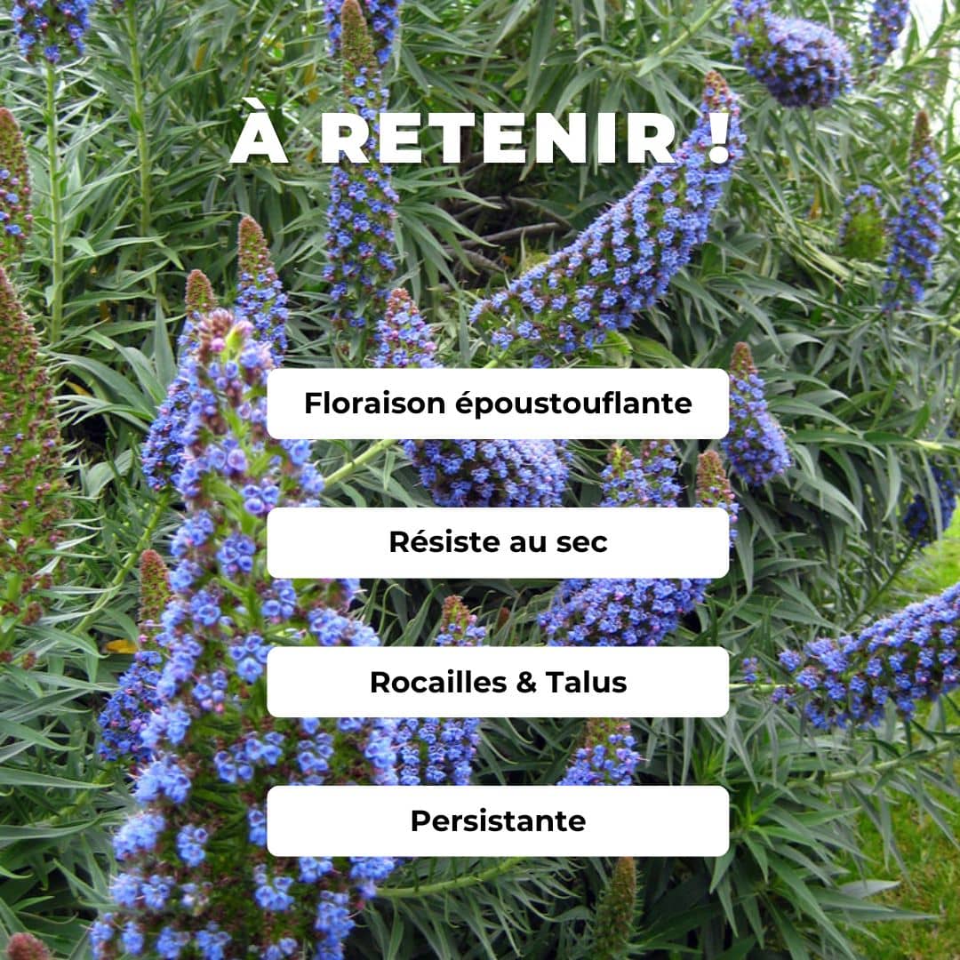 PLANT de Vipérine de Madère Echium candicans monde végétal
