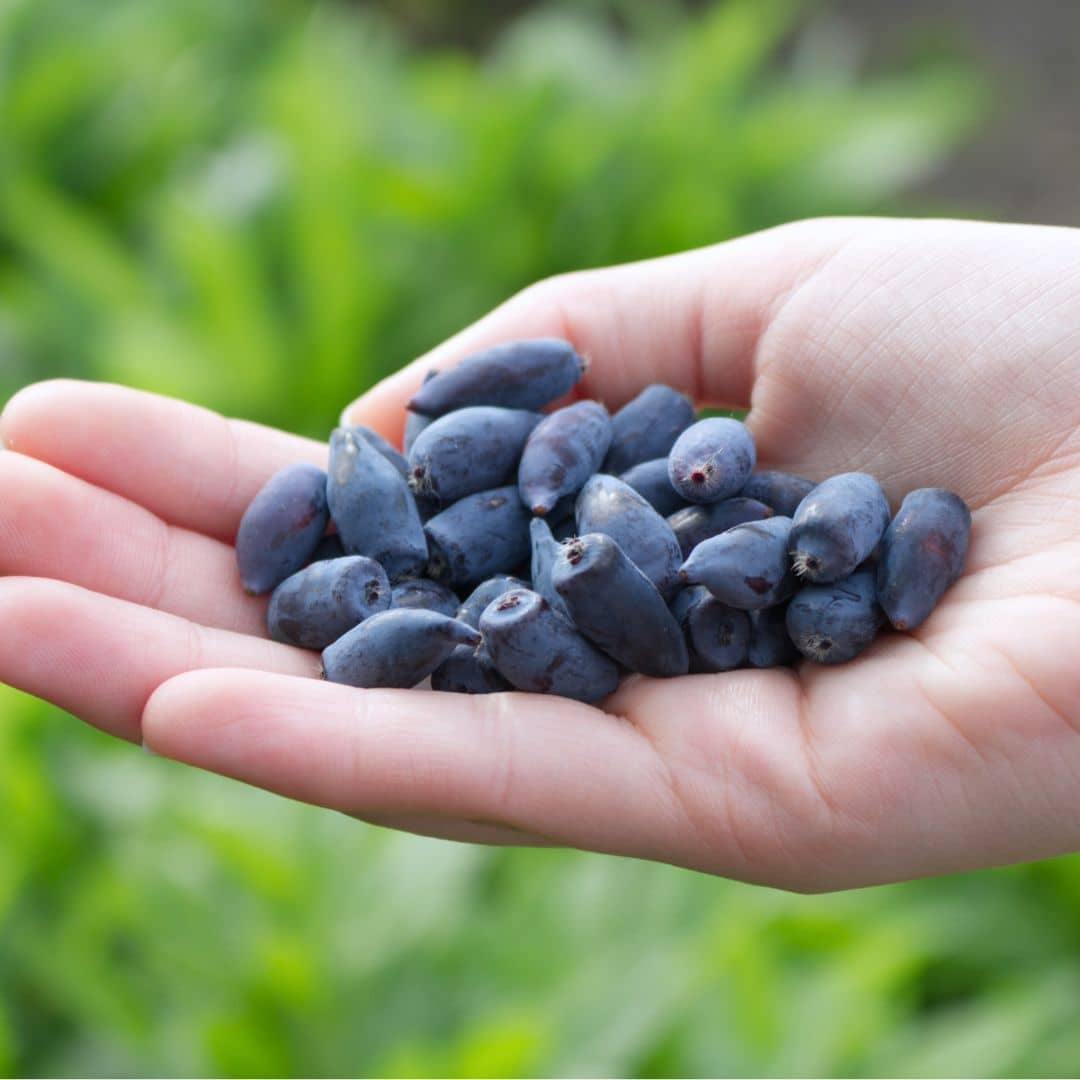 PLANT de baie de maie un arbuste fruitier facile à cultiver par monde vegetal