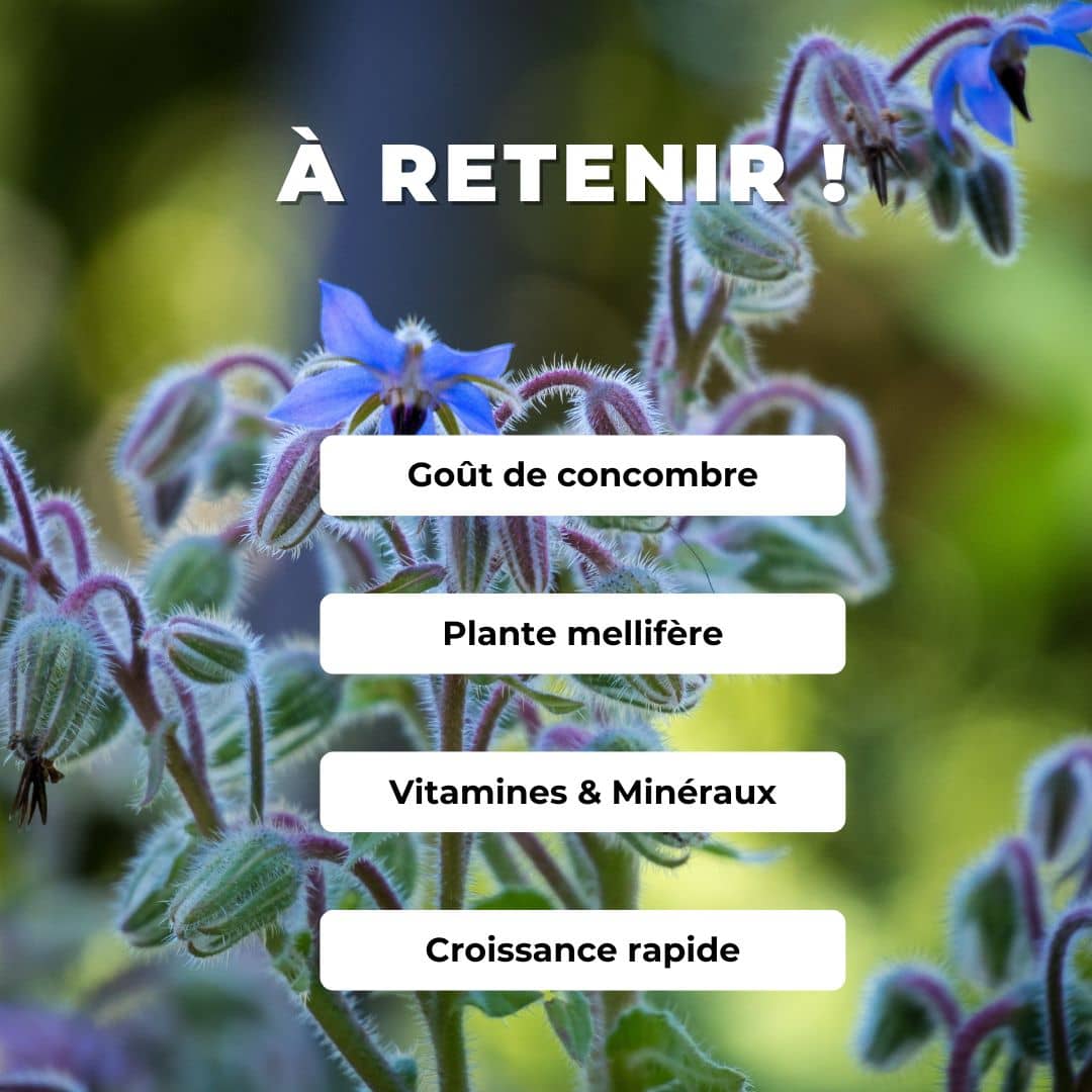 PLANT de bourrache officinale Borago officinalis comment planter et cultiver