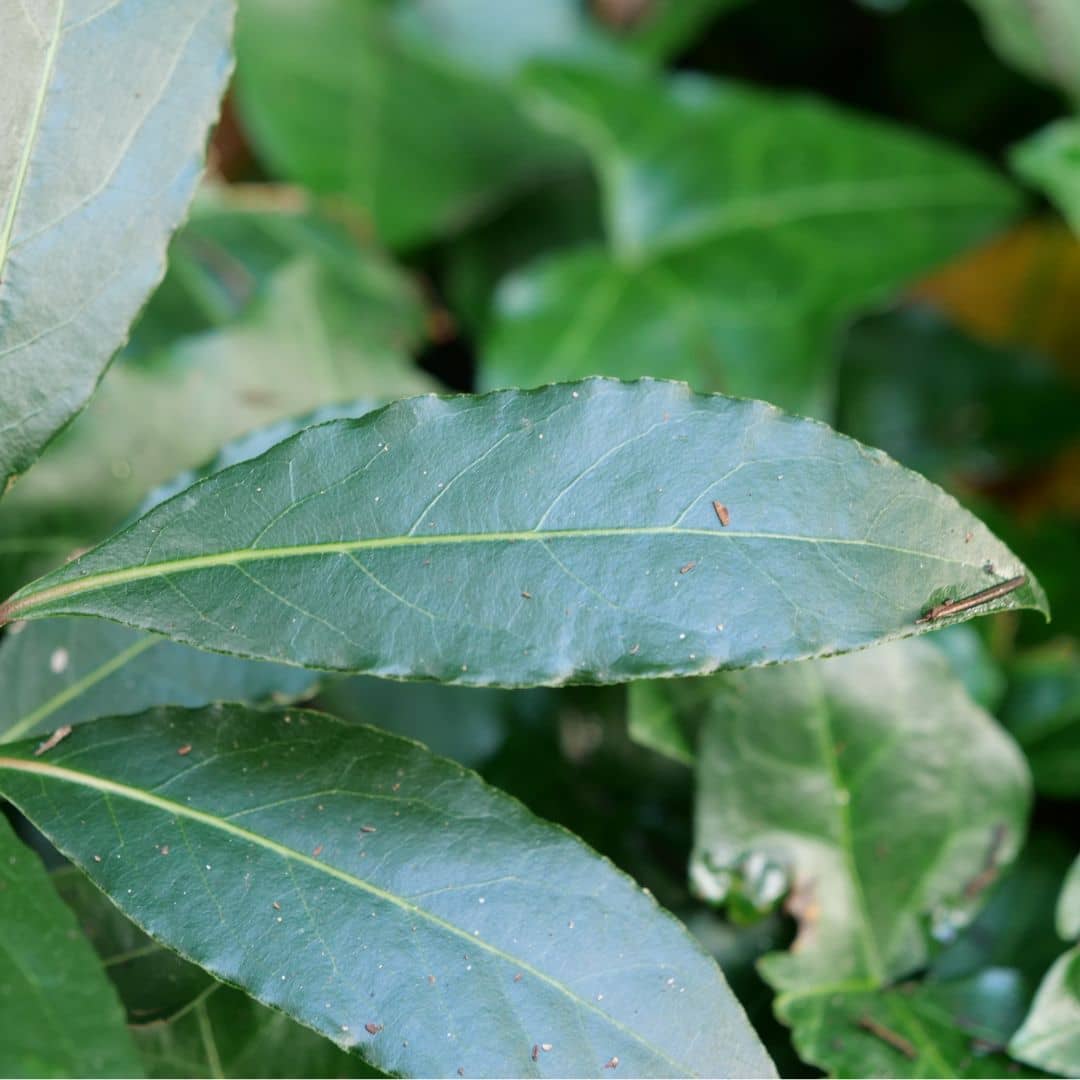 PLANT de laurier sauce à cultiver monde végétal
