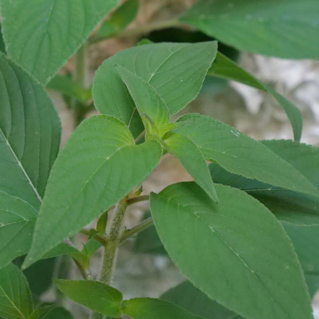 PLANT de sauge ananas salvia elegans monde végétal plantes aromatiques