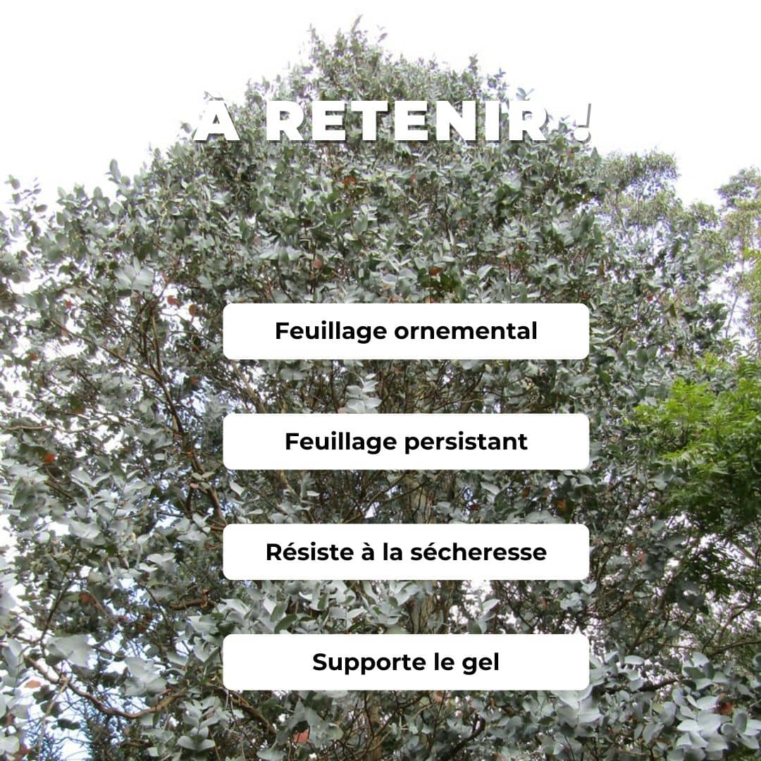 PLANT eucalyptus cordata eucalyptus à feuilles cordées comment planter et cultiver