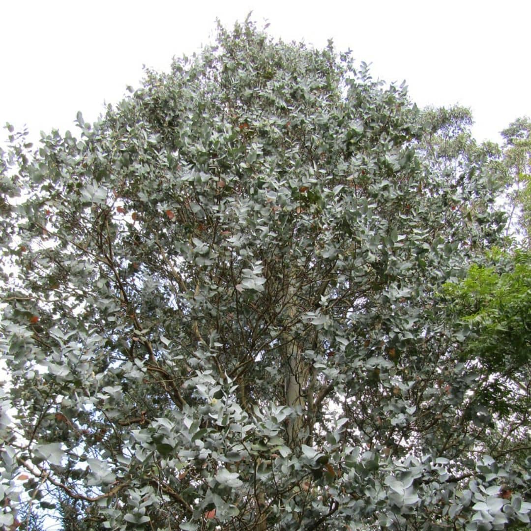 PLANT eucalyptus cordata eucalyptus à feuilles cordées monde vegetal