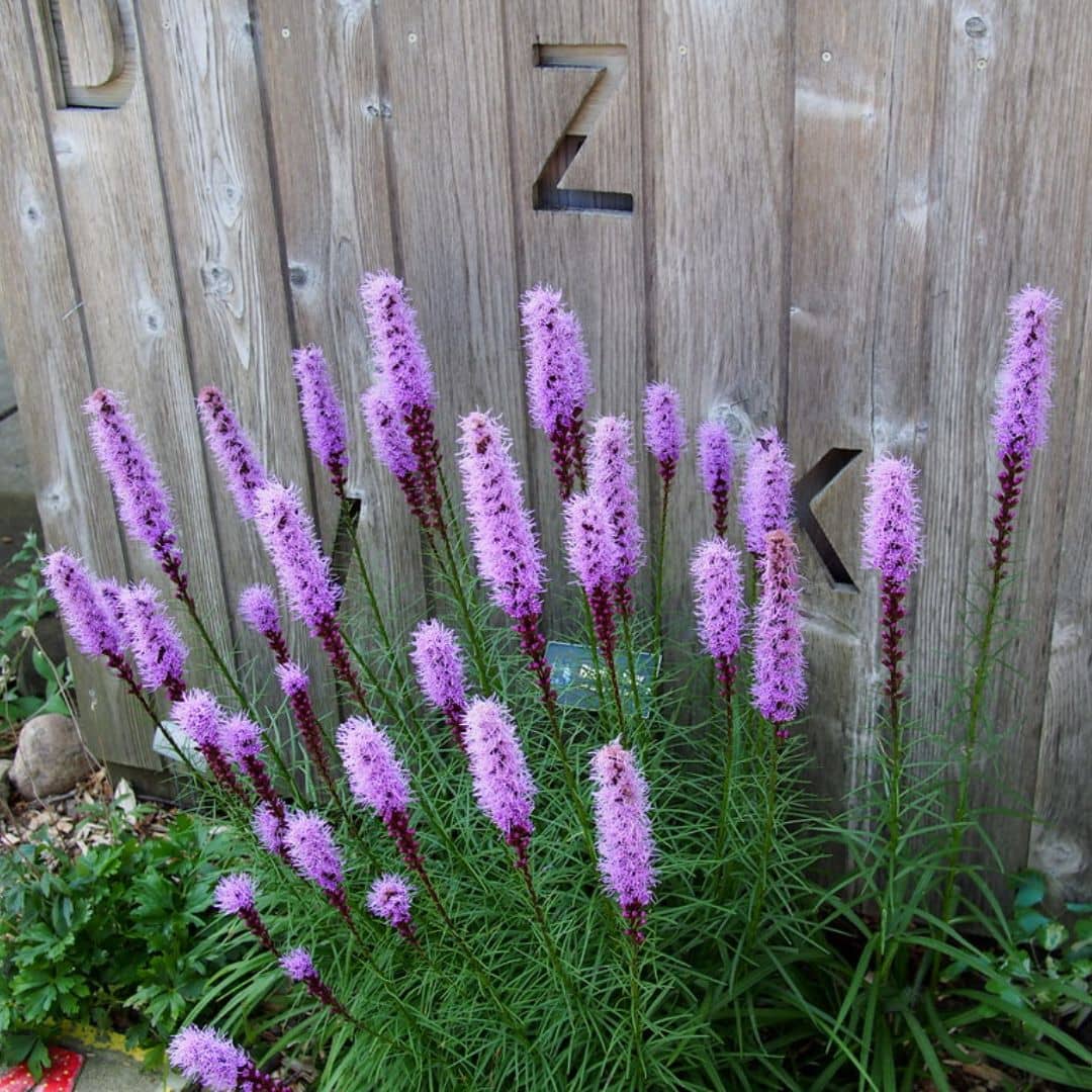 PLANT liatris spicata plumes du kansas