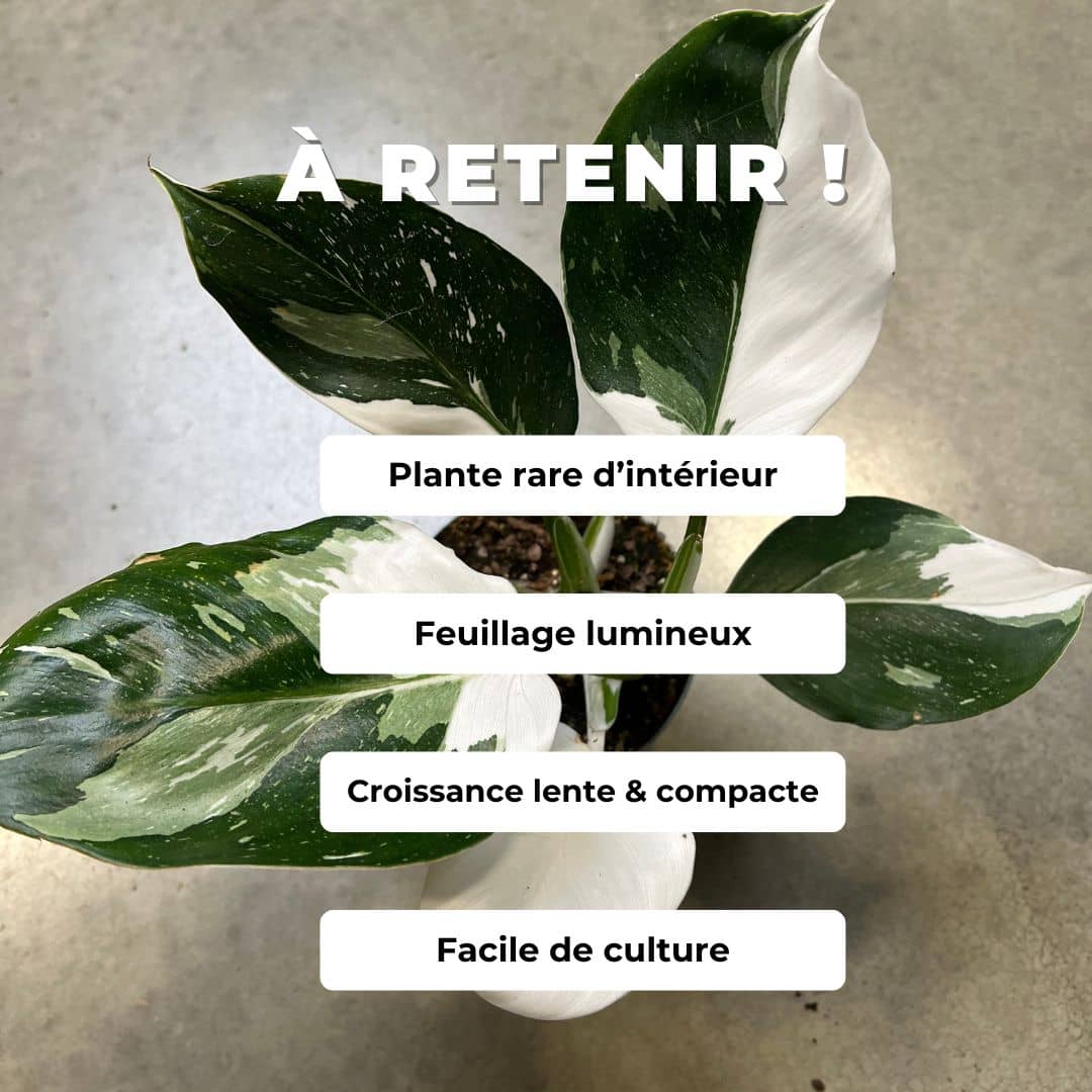 PLANT - Philodendron 'White Princess' (Philodendron erubescens)