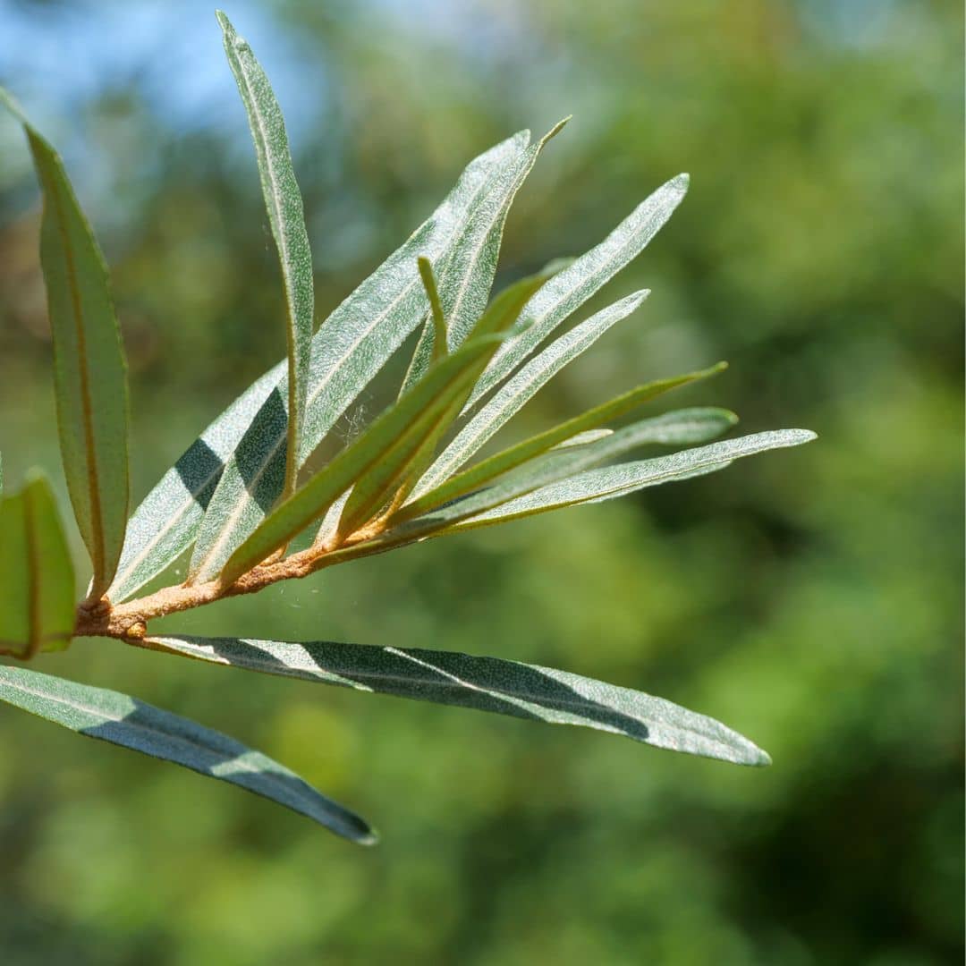 PLANT - Argousier commun (Hippophae rhamnoides)
