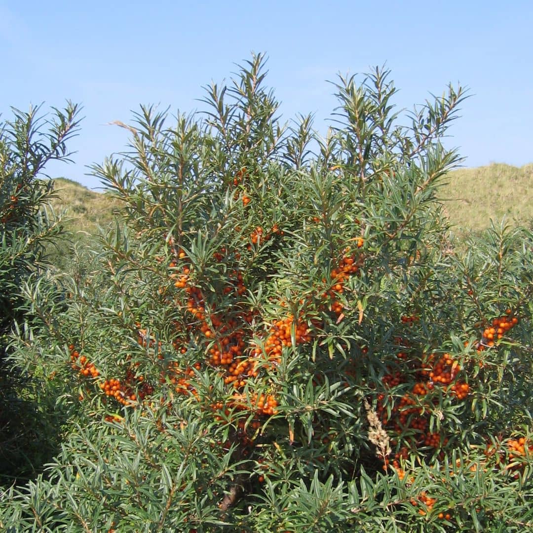 PLANT - Argousier commun (Hippophae rhamnoides)