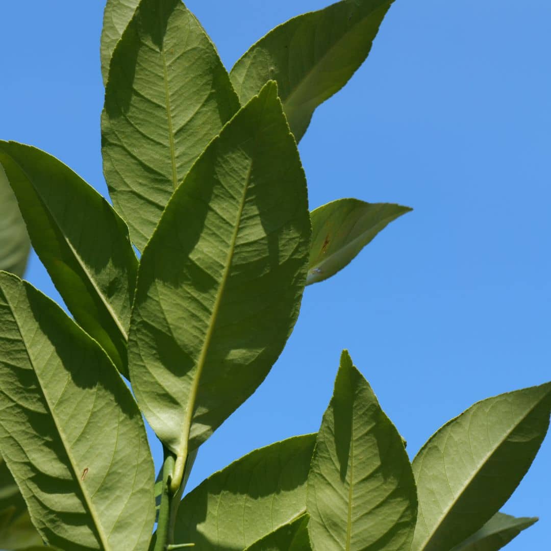 PLANT de Citronnier Citrus limon 5 litres monde végétal feuilles