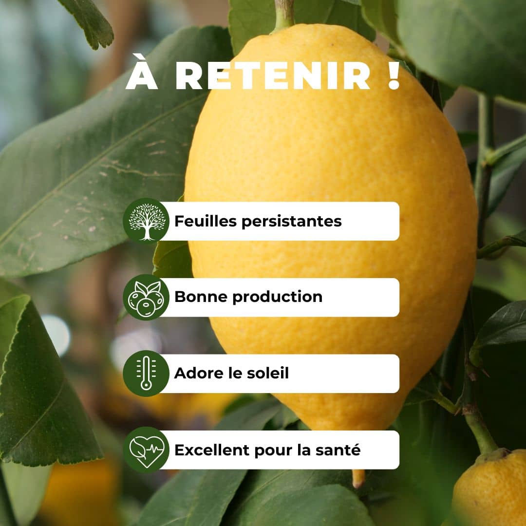 Comment planter un Citronnier Monde végétal et tous les conseils de culture