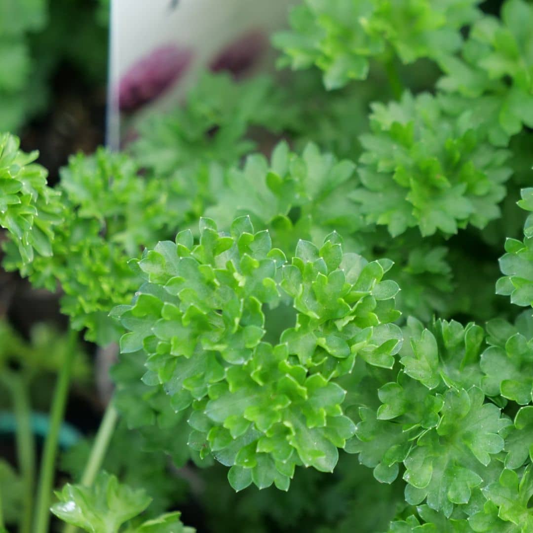 PLANT - Persil Frisé (Petroselinum crispum)