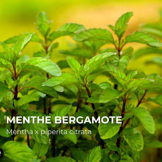 PLANT - Menthe Bergamote (Mentha x piperita citrata)