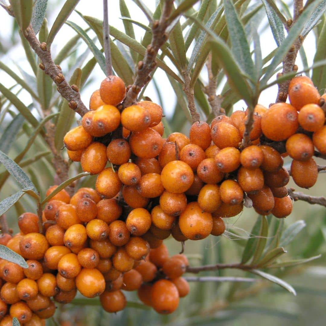 PLANT - Argousier commun (Hippophae rhamnoides)