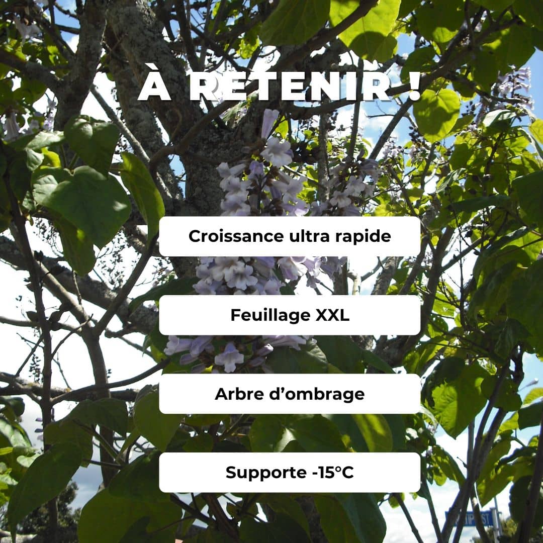 GRAINES - Paulownia à grandes feuilles (Paulownia elongata)