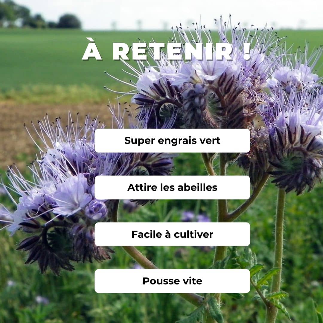 Phacélie à feuilles de tanaisie Phacelia tanacetifolia comment semer et cultiver