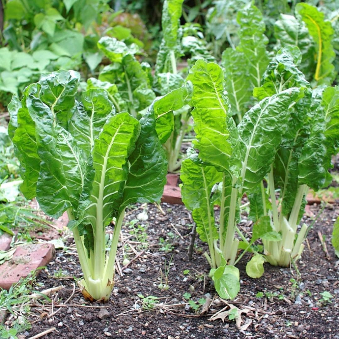 GRAINES - Poirée 'Lucullus' (Beta vulgaris subsp. vulgaris var. cicla)