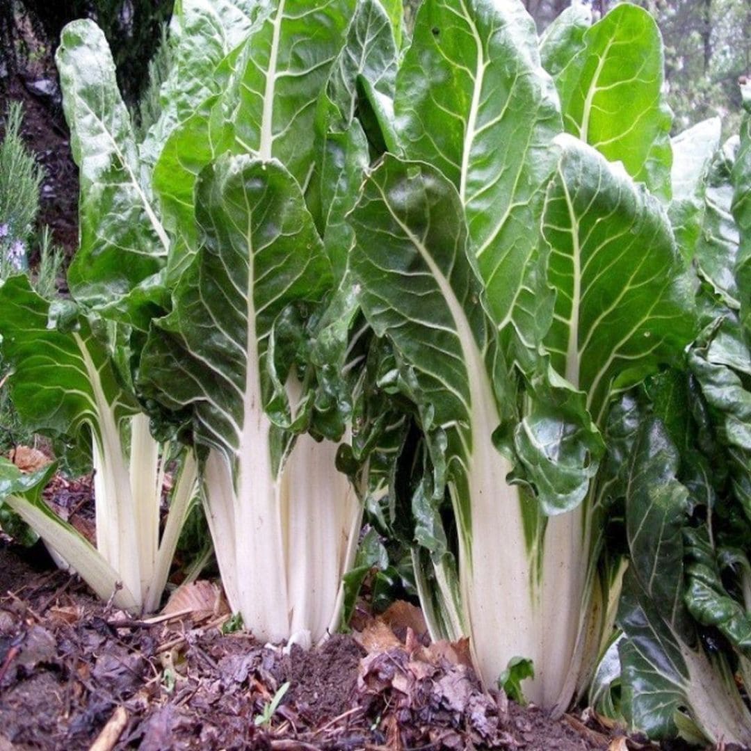 GRAINES - Poirée 'Lucullus' (Beta vulgaris subsp. vulgaris var. cicla)