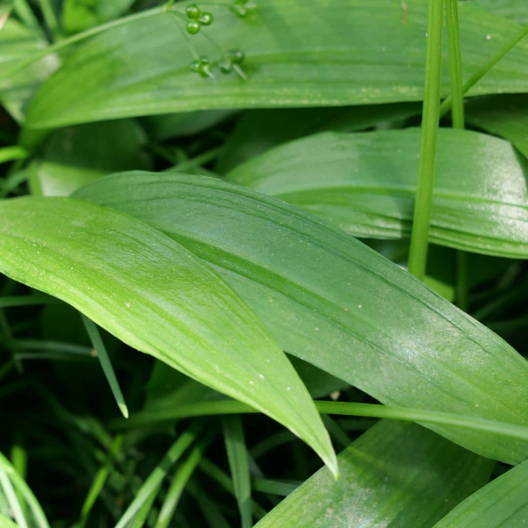 Semence allium ursinum à planter monde vegetal