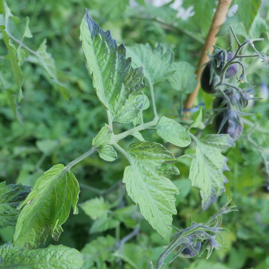 Semence solanum lycopersicum indigo pear drops au potager