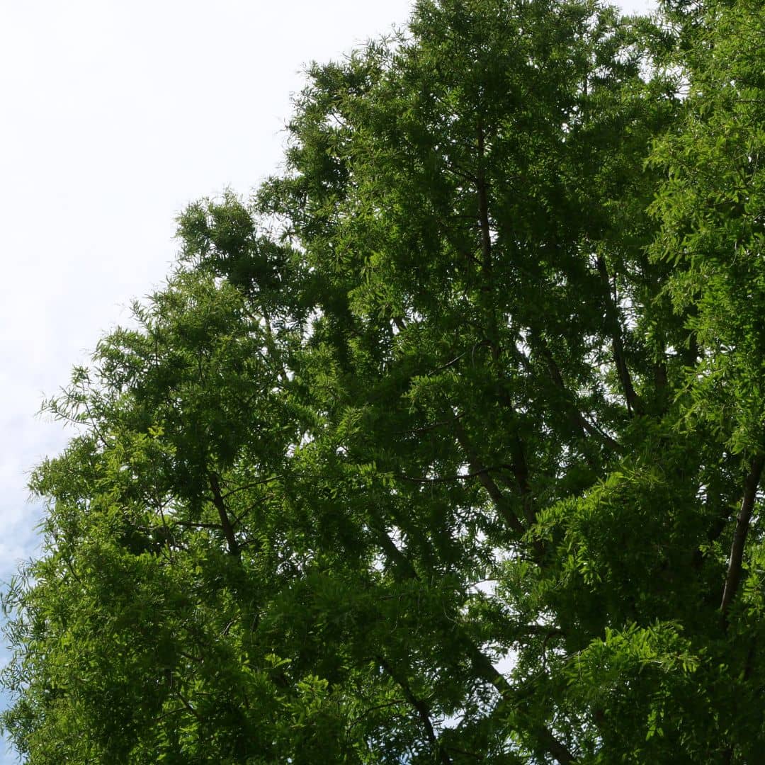 Semer les graines de Metasequoia glyptostroboides et cultivez un des plus beaux conifères du monde