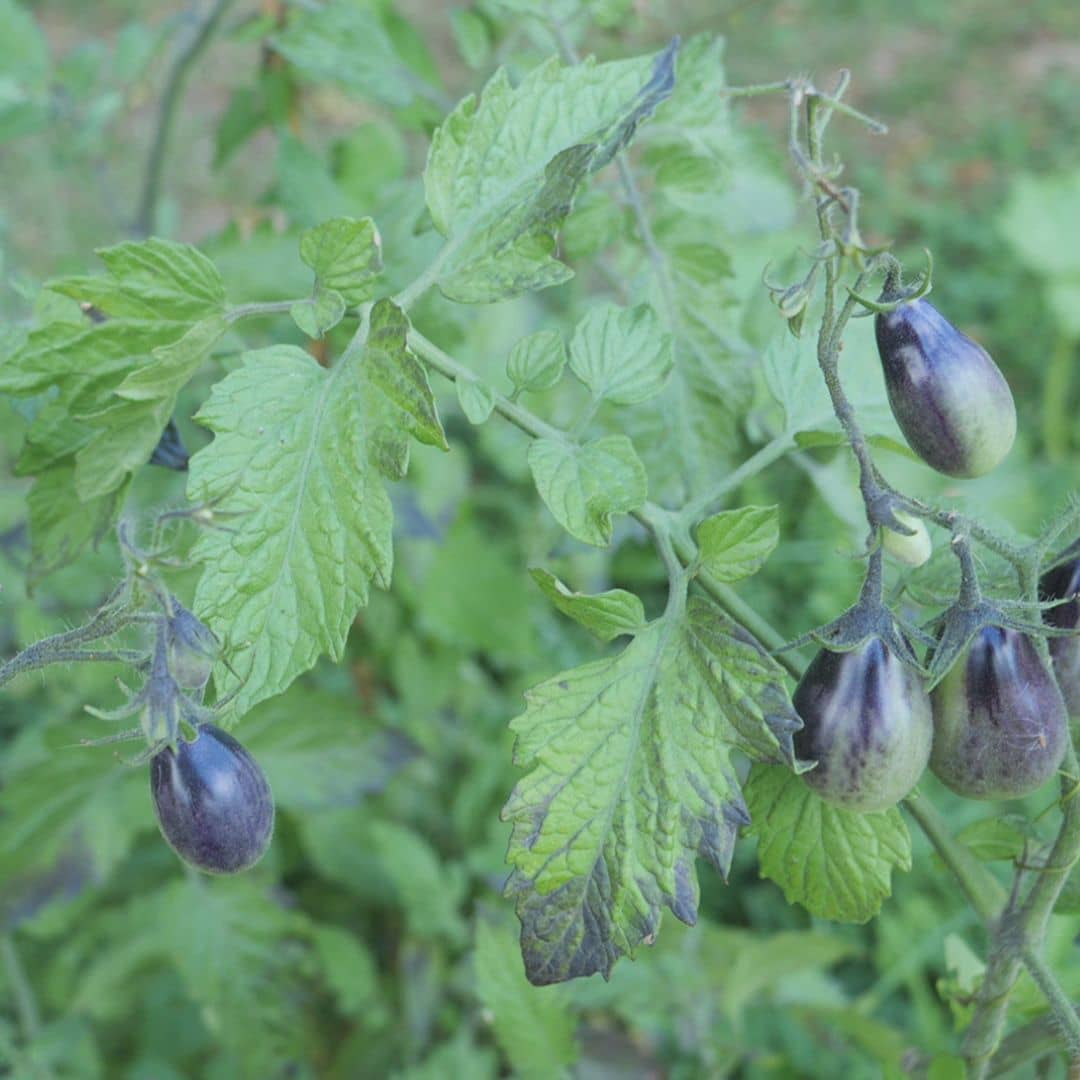 Tomate indigo pear drops à semer