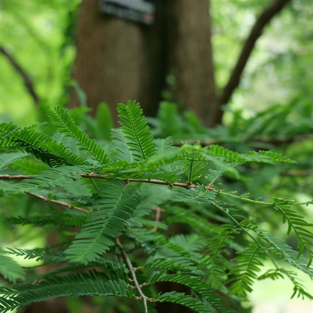 Zoom sur le feuillage élégant du Metasequoia monde vegetal