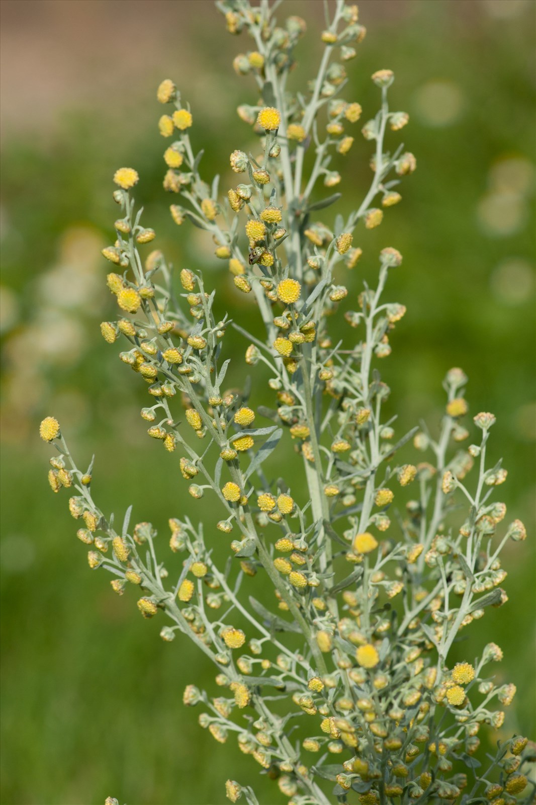 BOX : Apprendre & Cultiver les Plantes Sauvages