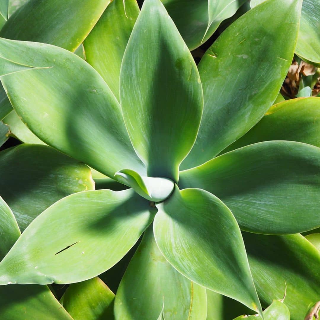 agave attenuata variétés d'agave rare monde vegetal