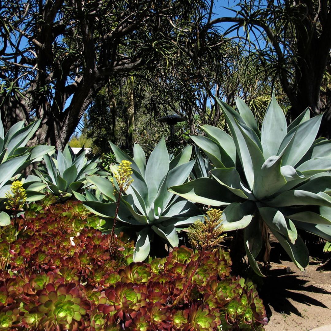 association agave attenuata plantes grasses pour rocailles