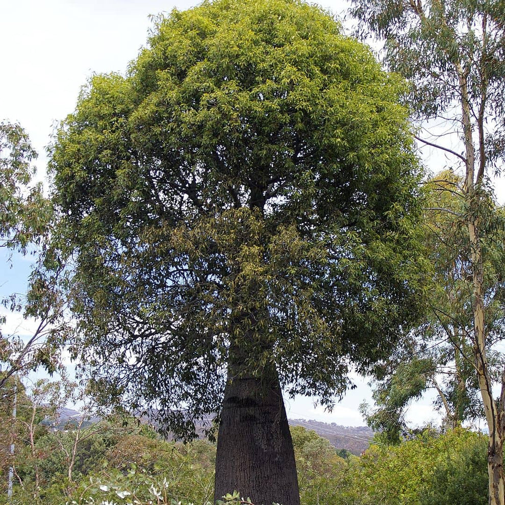 baby plant brachychiton rupestris Arbre Bouteille Australien arbres rares