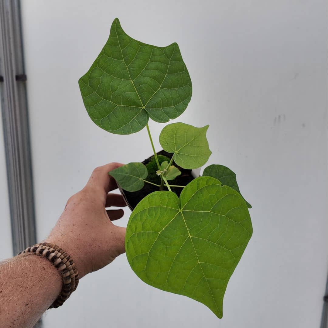 baby plant de parasol chinois à planter au jardin pour un arbre d'ombrage rustique