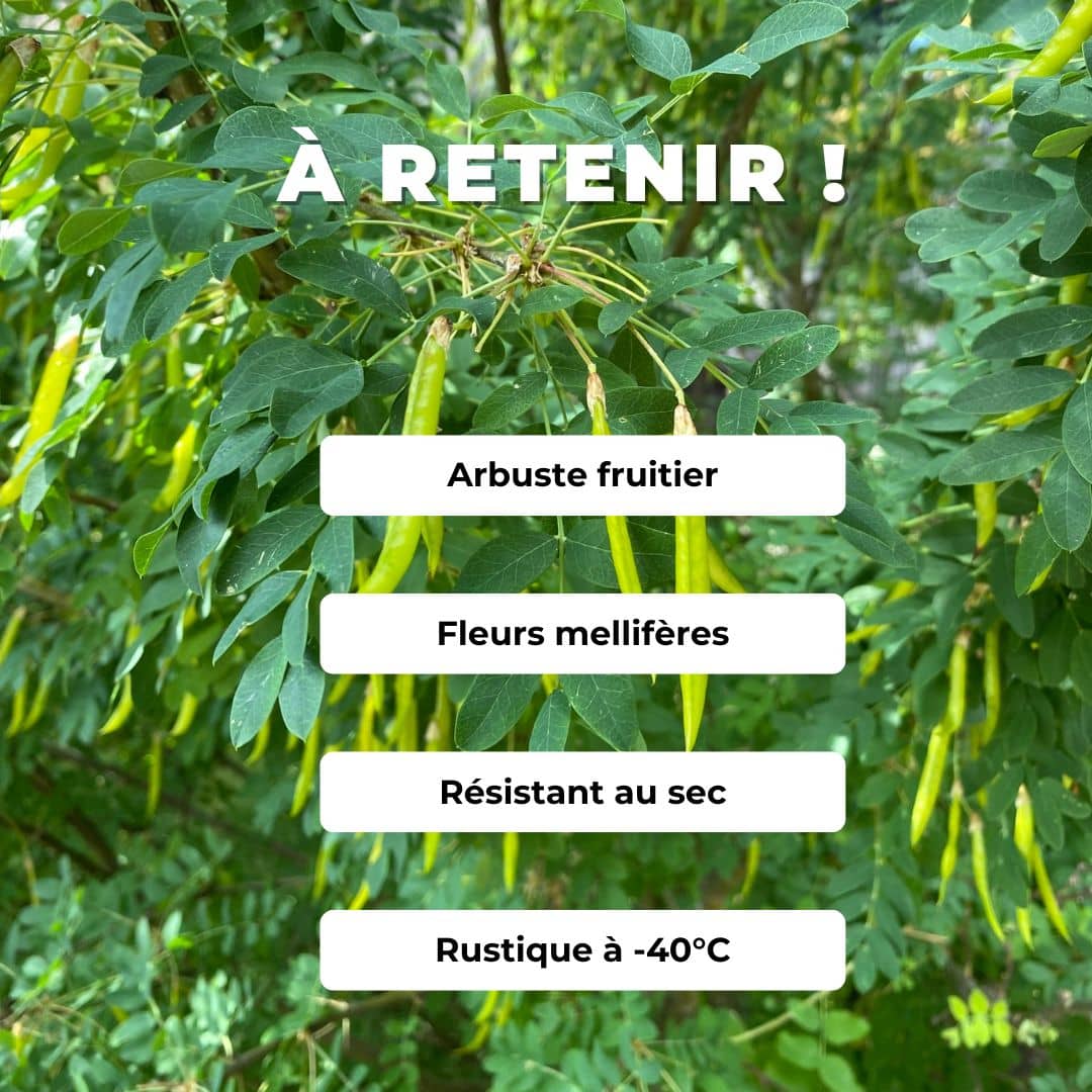 caragana arborescens caraganier de sibérie arbre fruitier rustique monde vegetal plante qui pousse vite