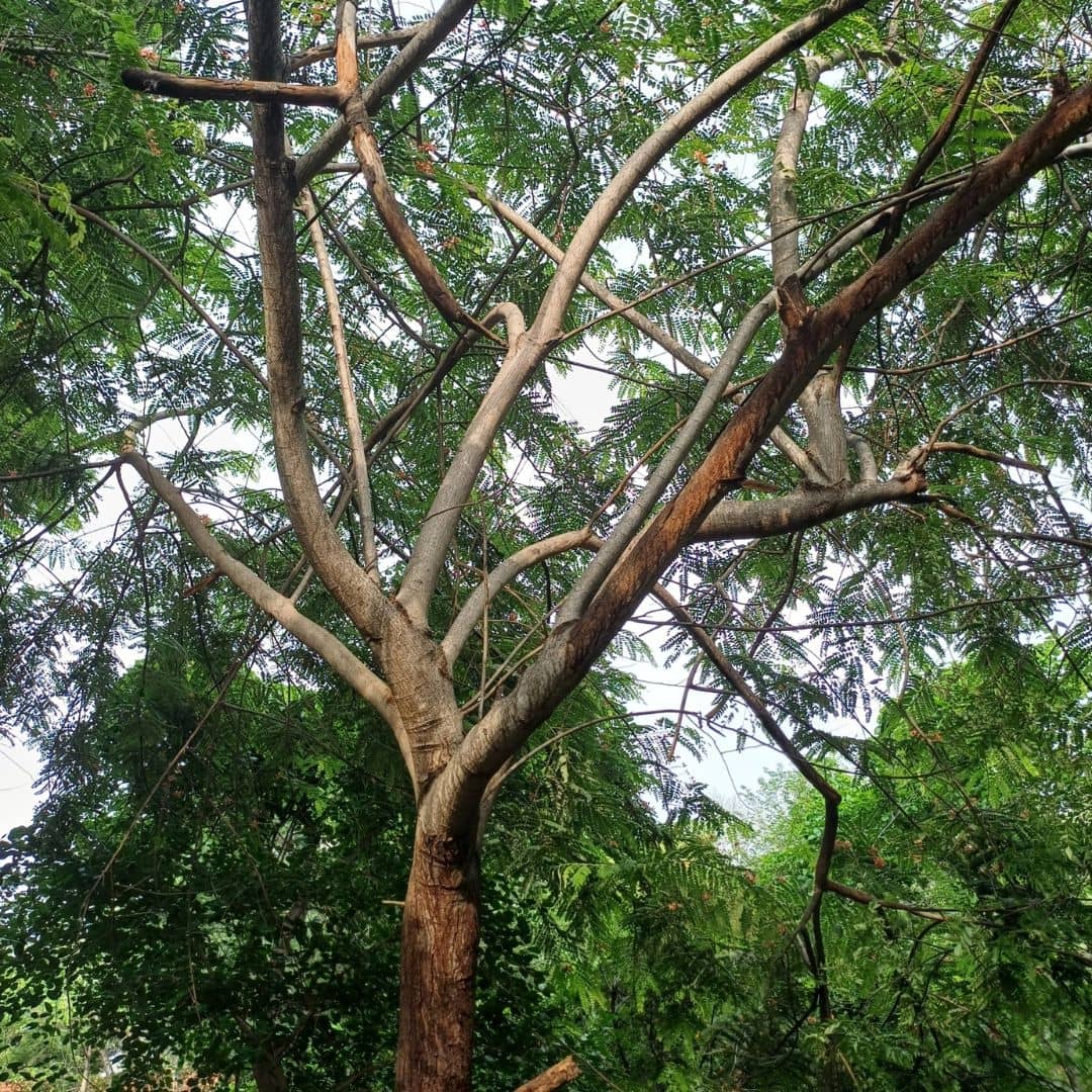 casse rose comment semer planter et tailler