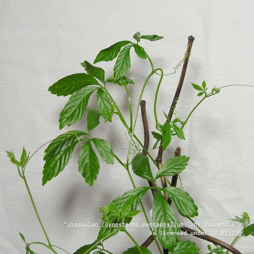 comment cultiver de l'herbe de l'immortalité avec monde végétal