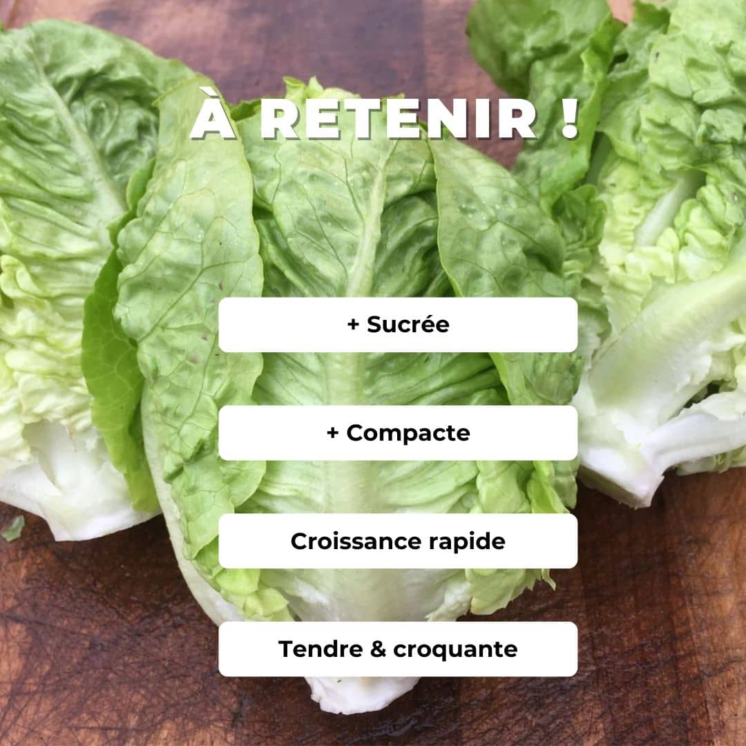 comment cultiver la laitue sucrine little gem avec monde végétal