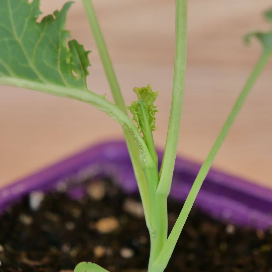 comment cultiver le chou kale demi nain dwarf green curled avec les conseils de culture de Monde Végétal