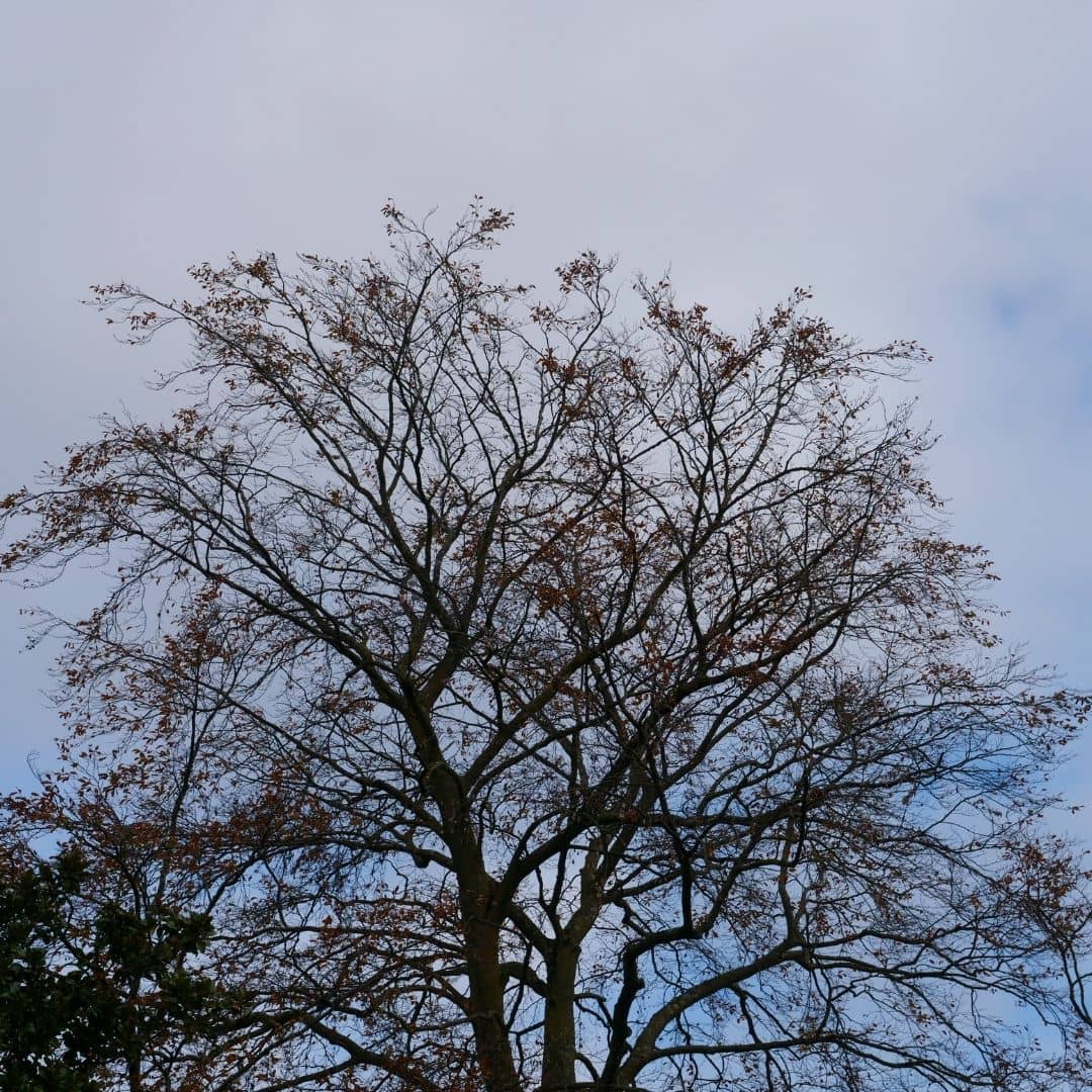 comment cultiver le hêtre commun arbre de montagne