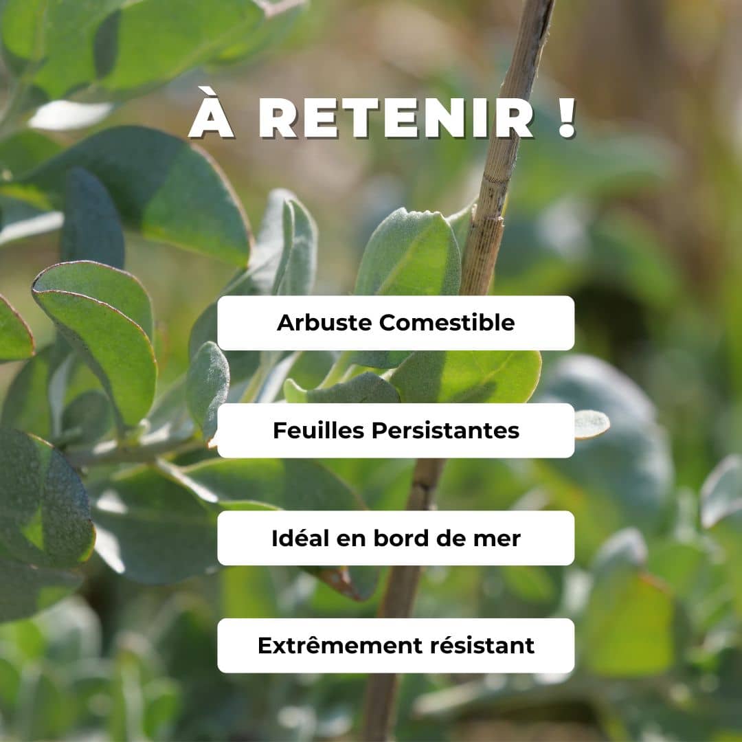 comment cultiver les graines d'arroche marine atriplex halimus semer et faire pousser