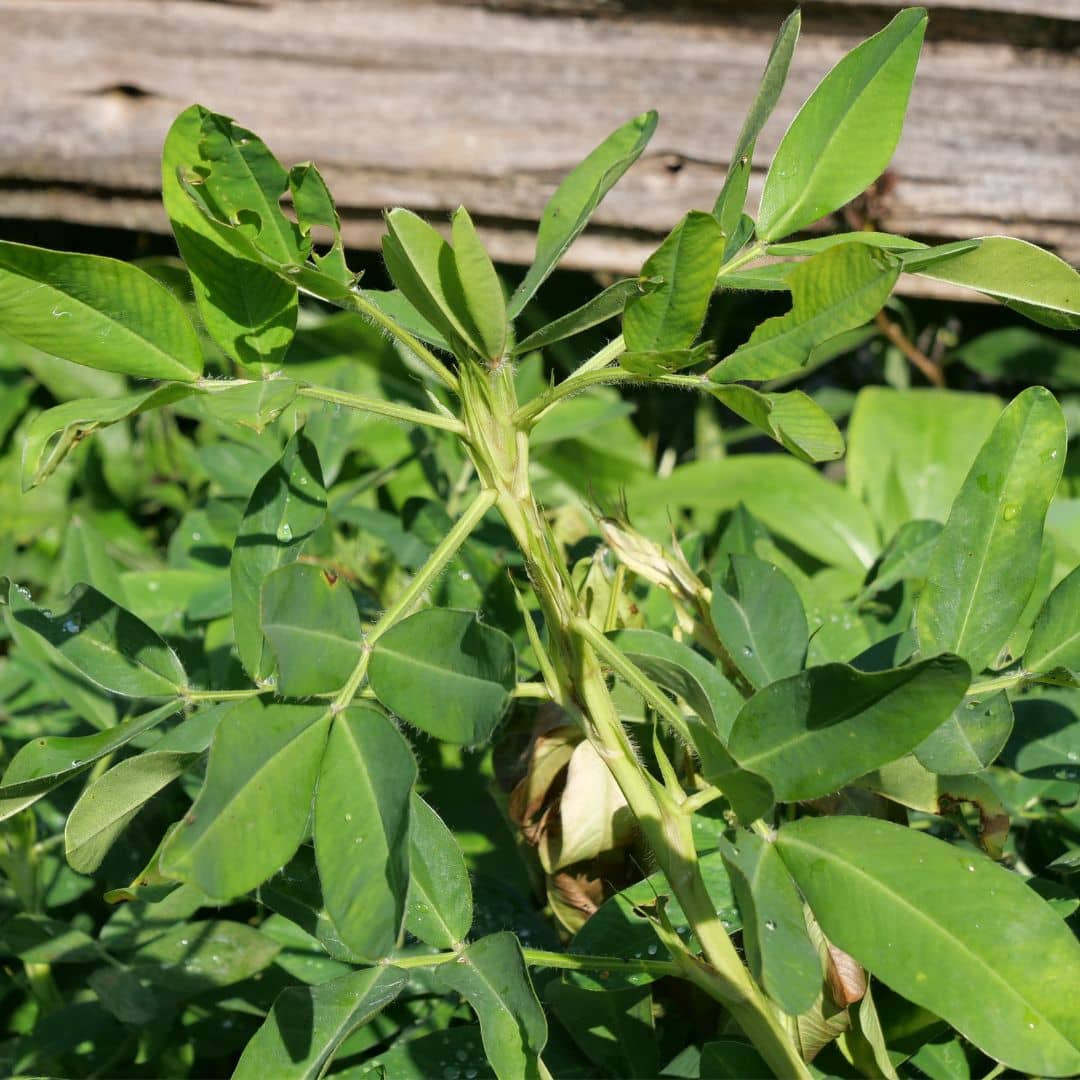 comment faire germer des cacahuètes monde vegetal