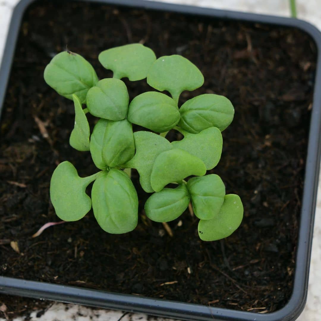 comment faire germer des graines de basilic genovese