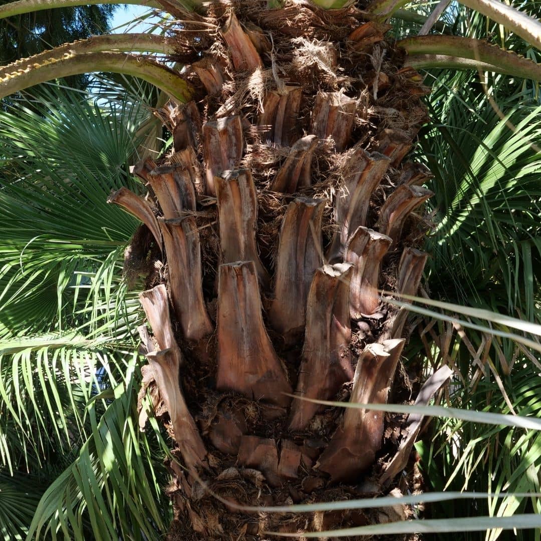 comment faire germer des graines de brahea armata palmier bleu du mexique avec monde vegetal