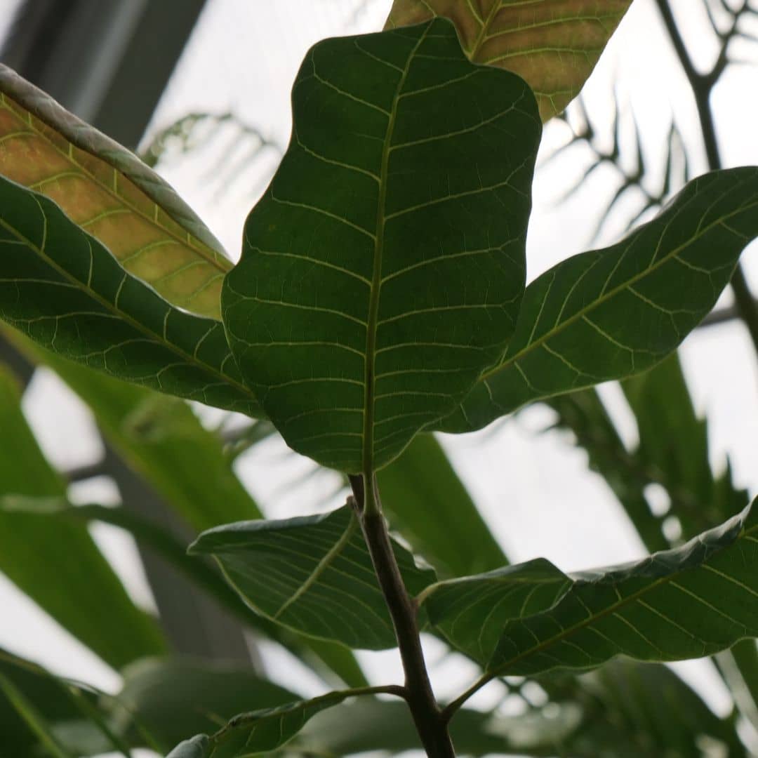 comment faire germer des noix de cajou monde vegetal